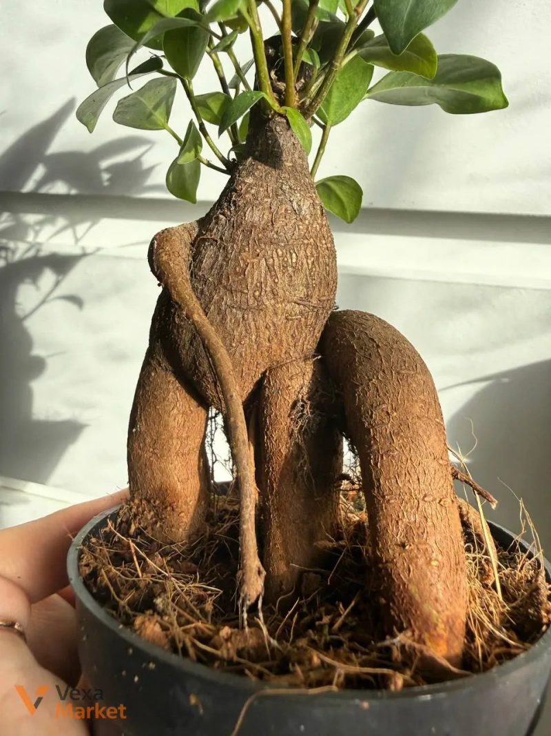 Ficus Microcarpa Ginseng в горшке 9 — фото 2