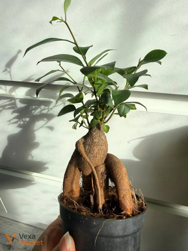 Ficus Microcarpa Ginseng в горшке 9 — фото 3