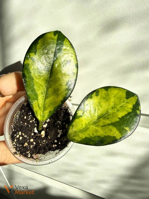 Hoya Lisa Australis