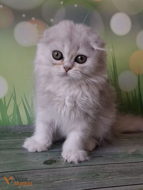 Кошеня Скоттиш фолд чорна срібляста затушована