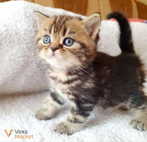 Кошеня Скоттиш страйт чорний мармур