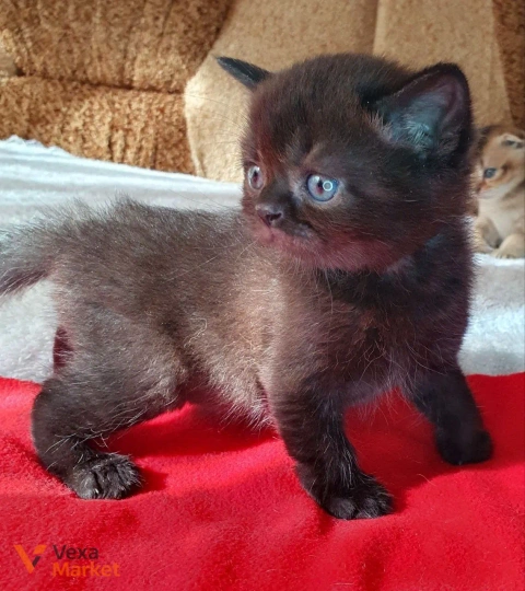 Кошеня Скоттіш страйт чорний солід
