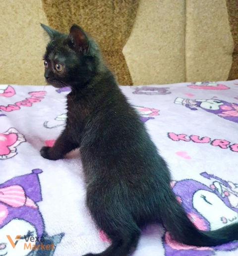 Кошеня Скоттиш страйт чорний солід