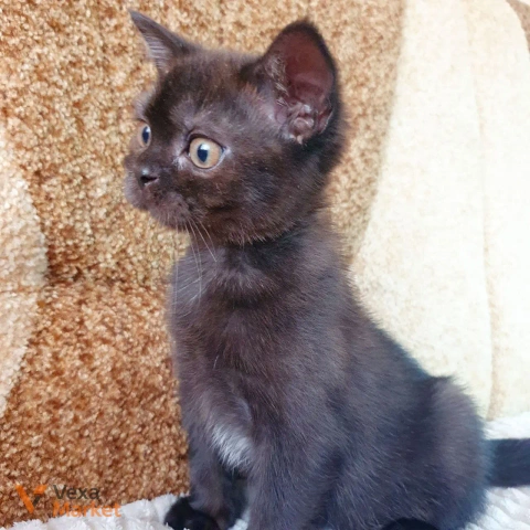 Кошеня Скоттиш страйт чорний солід