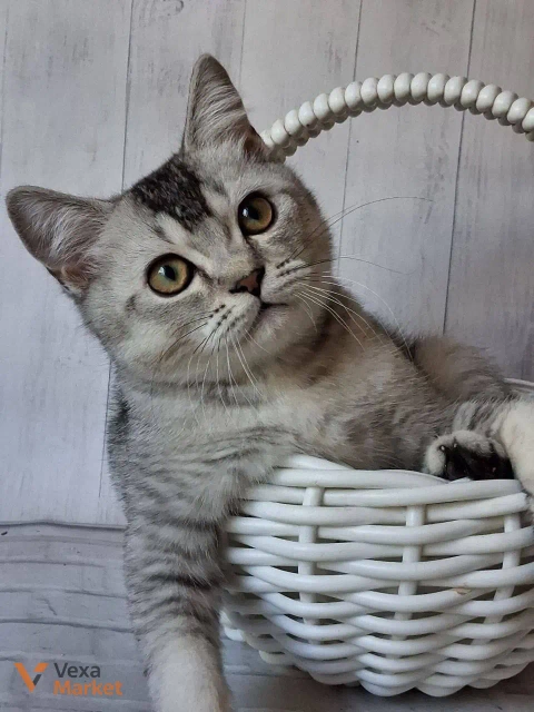 Кошеня Скоттиш страйт чорний сріблястий тікований