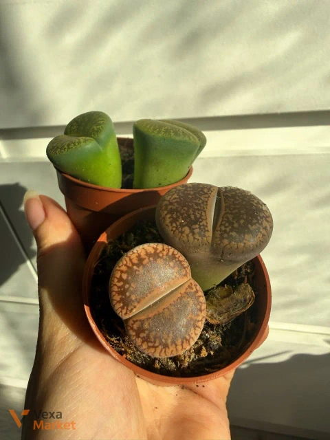 Lithops коричневі