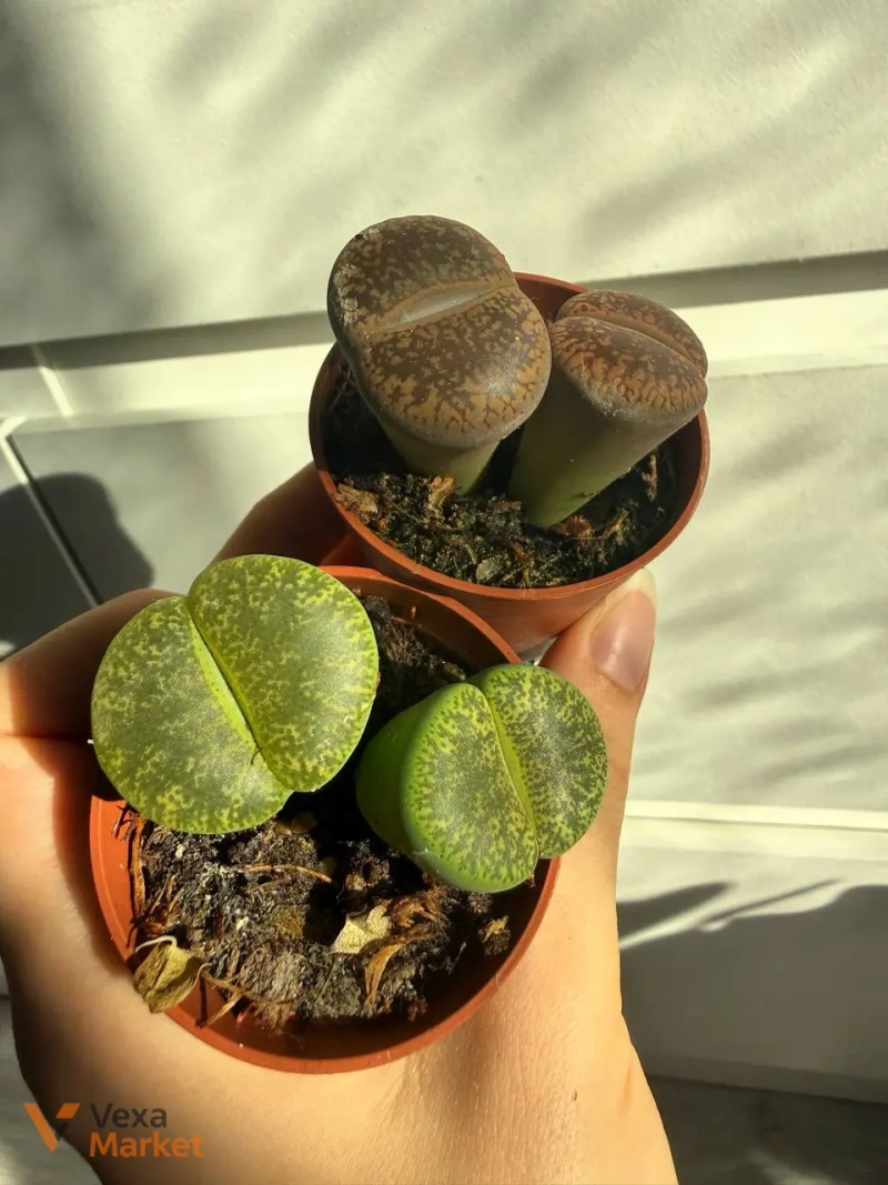 Lithops коричневі — фото 2