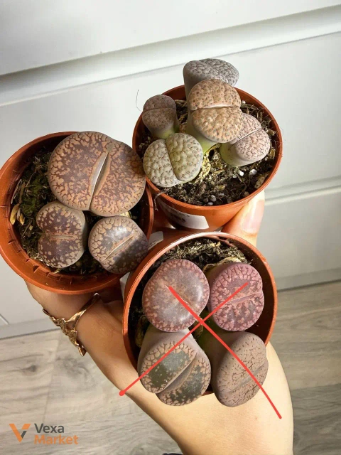 Lithops в горшке 5,5 см