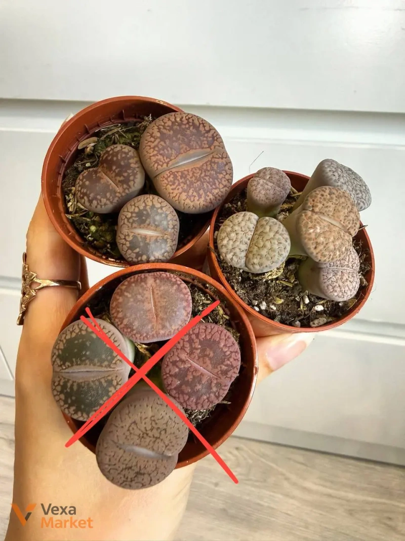 Lithops в горшке 5,5 см — фото 2