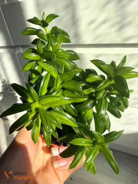 Peperomia nivalis в горшке 6