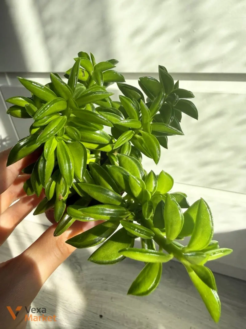 Peperomia nivalis в горшке 6 — фото 2