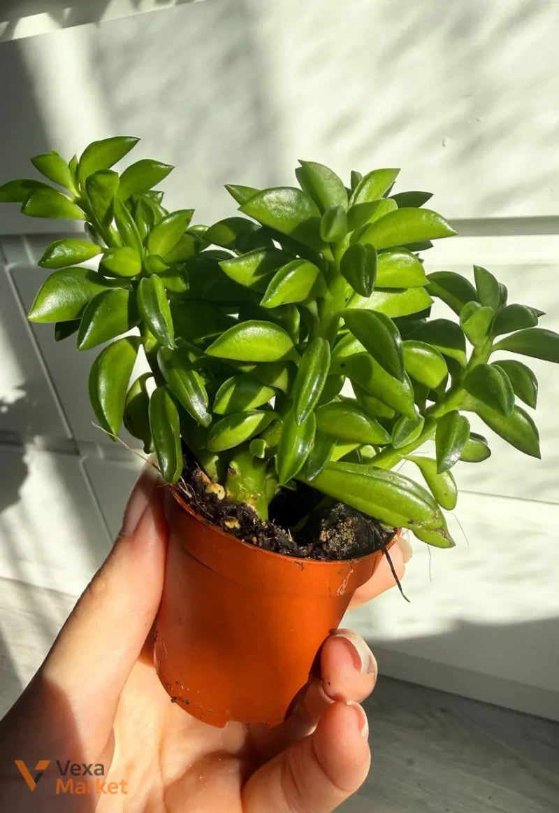 Peperomia nivalis в горшке 6 — фото 3