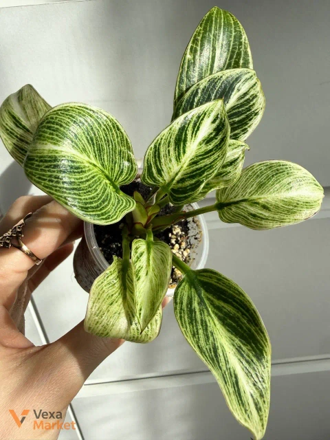 Philodendron Birkin