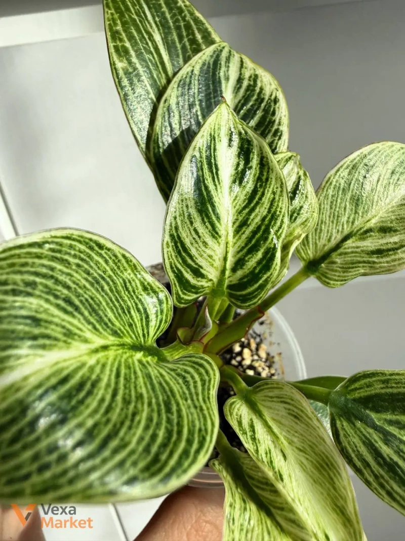 Philodendron Birkin — фото 2