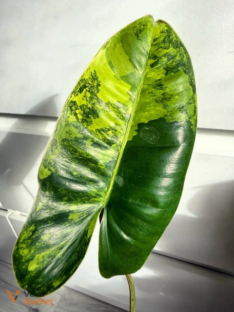 Philodendron Burle Marx Variegated