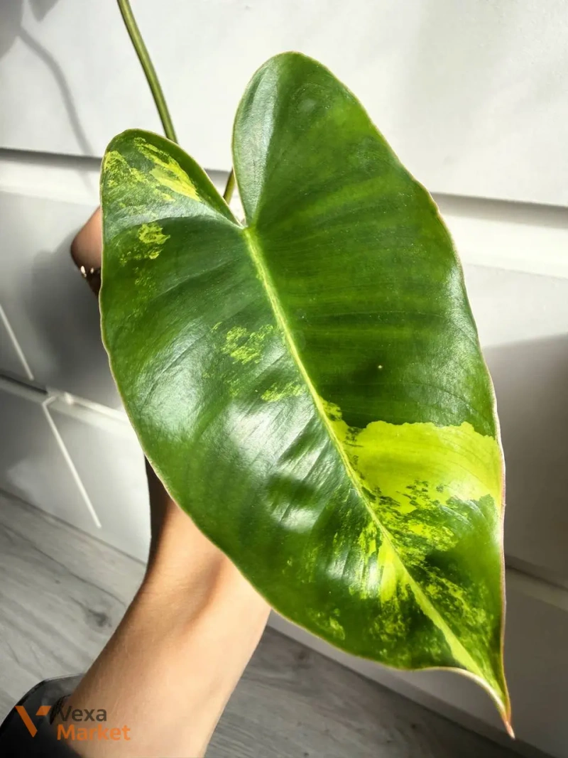 Philodendron Burle Marx Variegated — фото 2