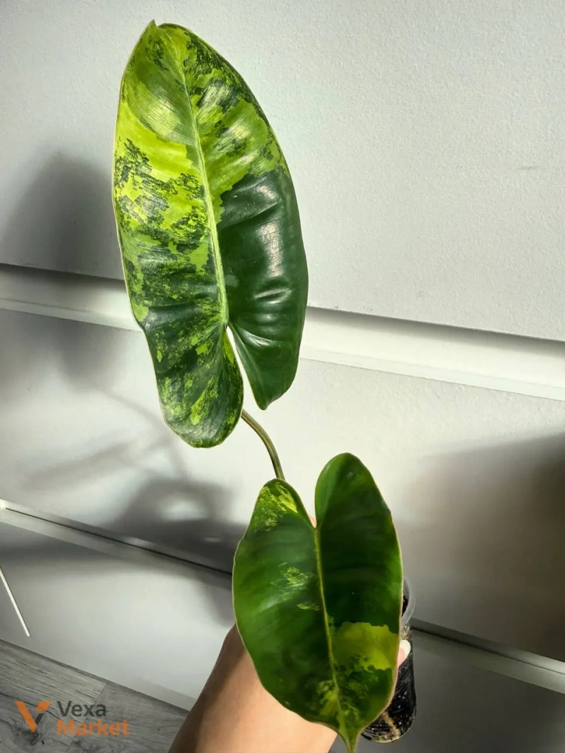 Philodendron Burle Marx Variegated — фото 3
