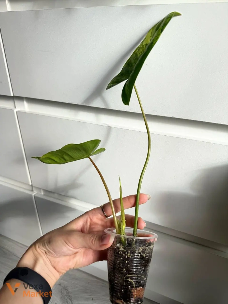 Philodendron Burle Marx Variegated — фото 4