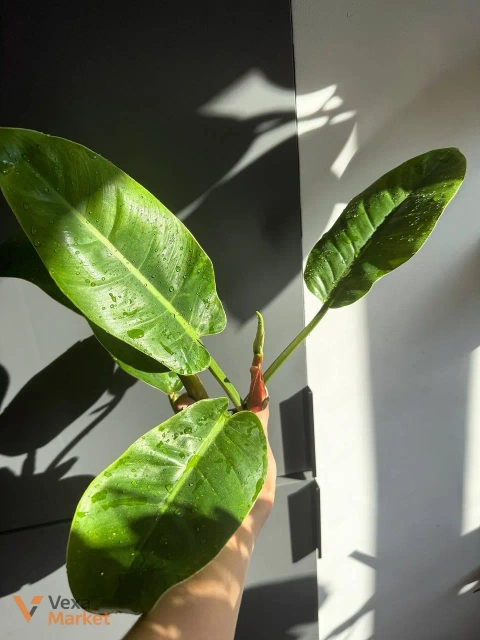 Philodendron Imperial Green в горшке 12