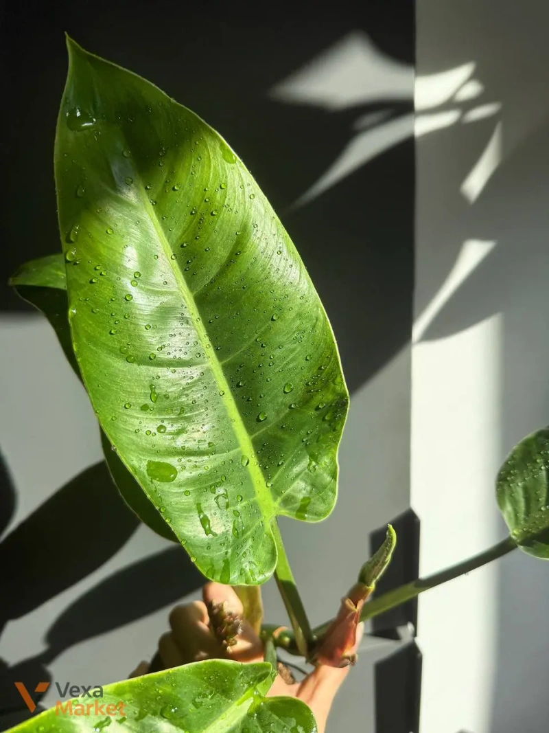Philodendron Imperial Green в горшке 12 — фото 2