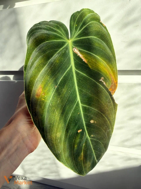Philodendron Melanochrysum