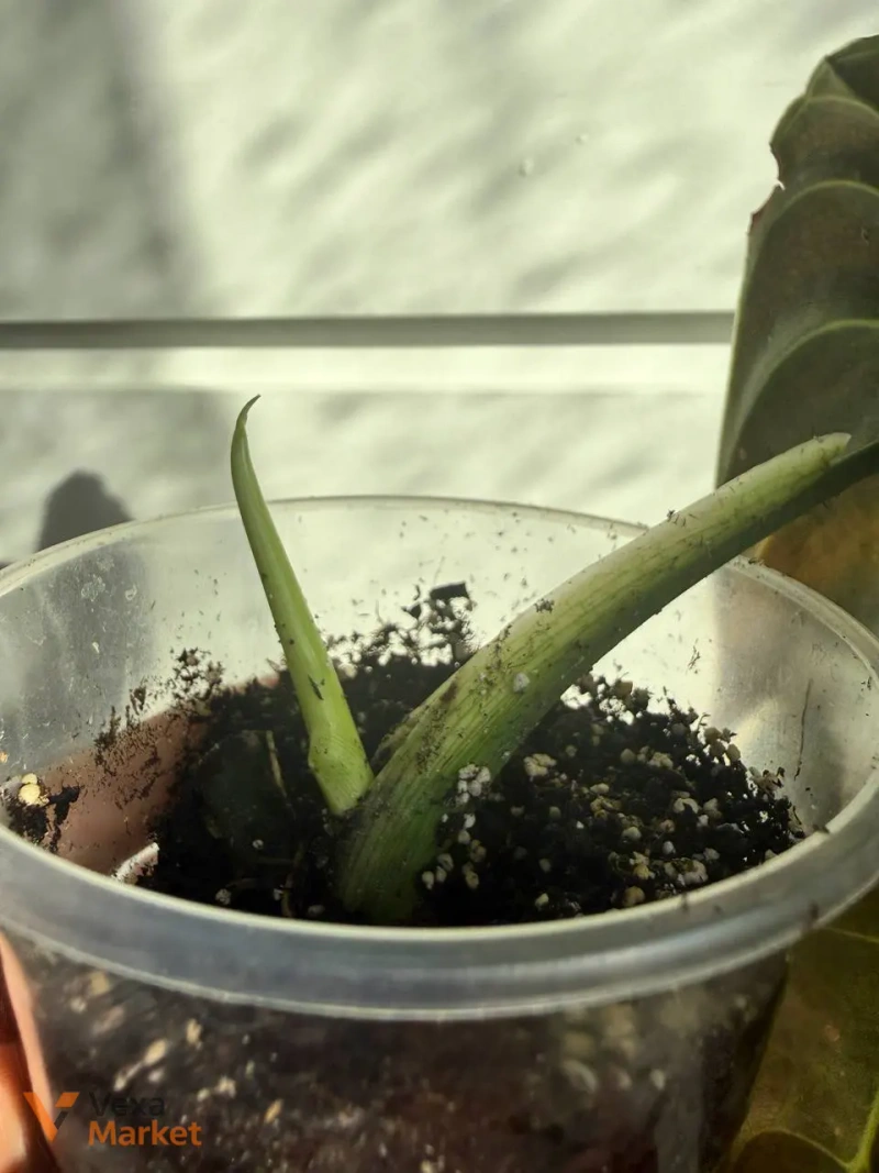 Philodendron Melanochrysum — фото 3