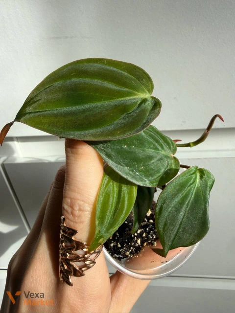 Philodendron Micans