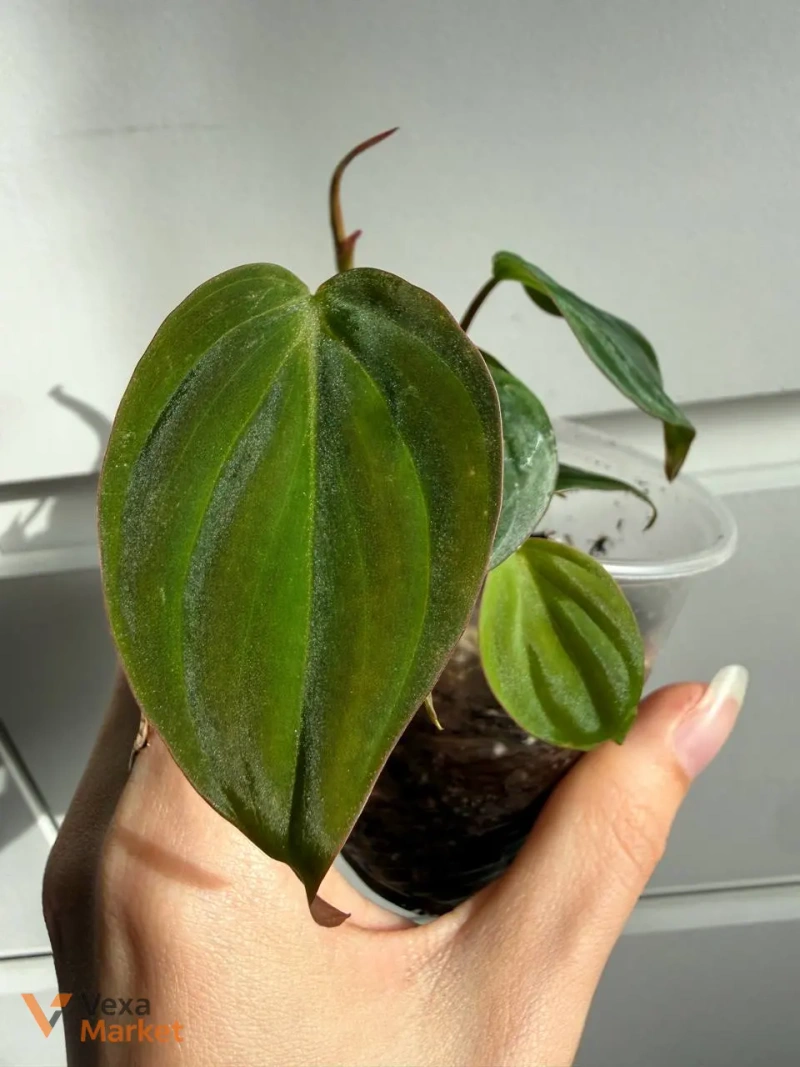 Philodendron Micans — фото 2