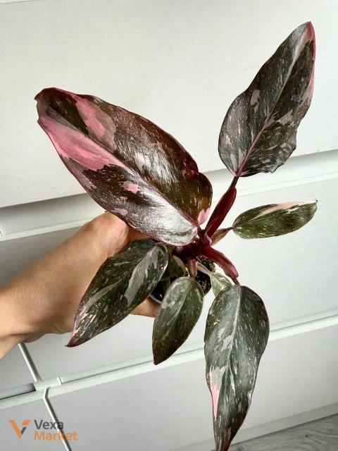 Philodendron Pink Princess Marble з діткою