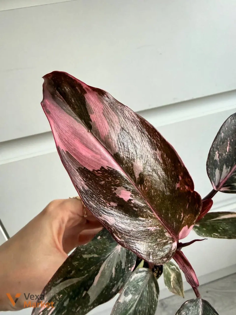 Philodendron Pink Princess Marble з діткою — фото 2