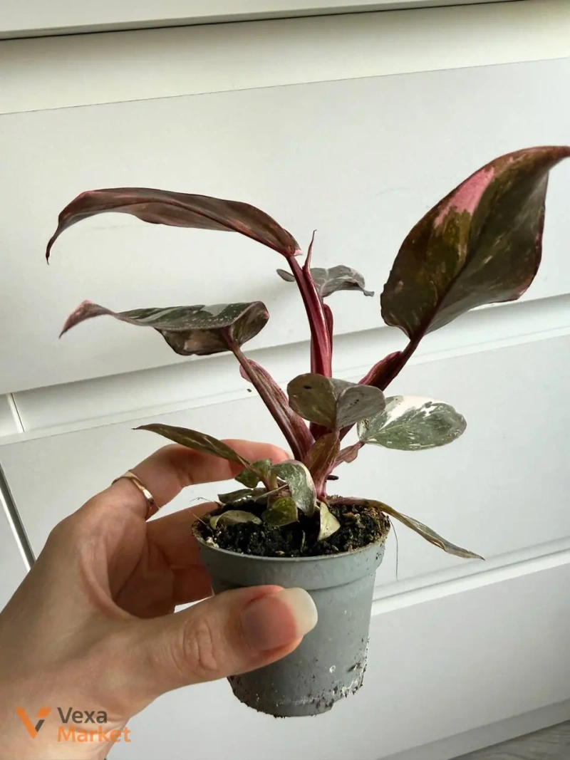 Philodendron Pink Princess Marble з діткою — фото 3
