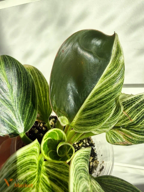 Philodendron white measure