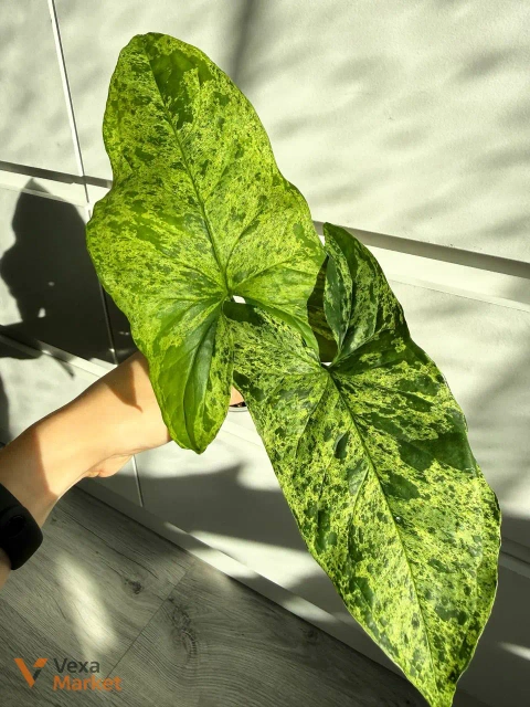 Сингониум Mojito-Mottled