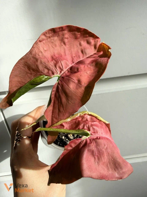 Singonium Neon