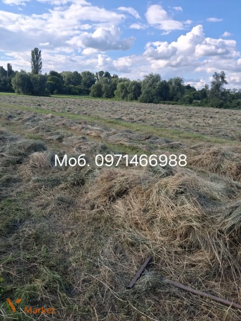 Сіно в тюках, вага тюка близько 20 кг — фото 2