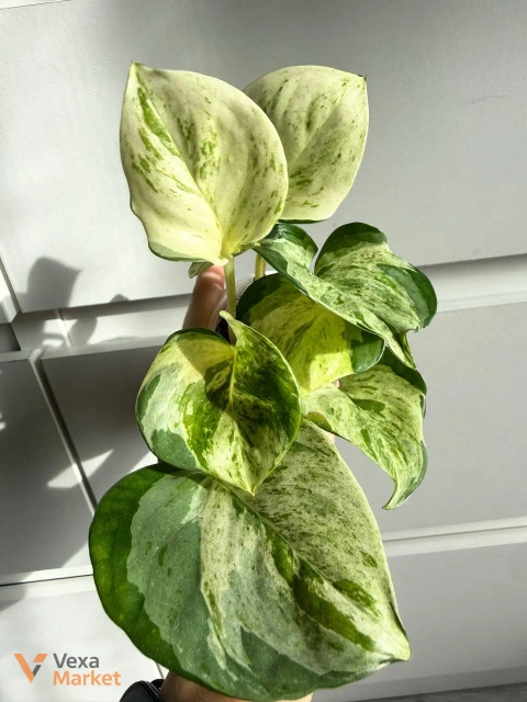 Snindapsus Happy leaf