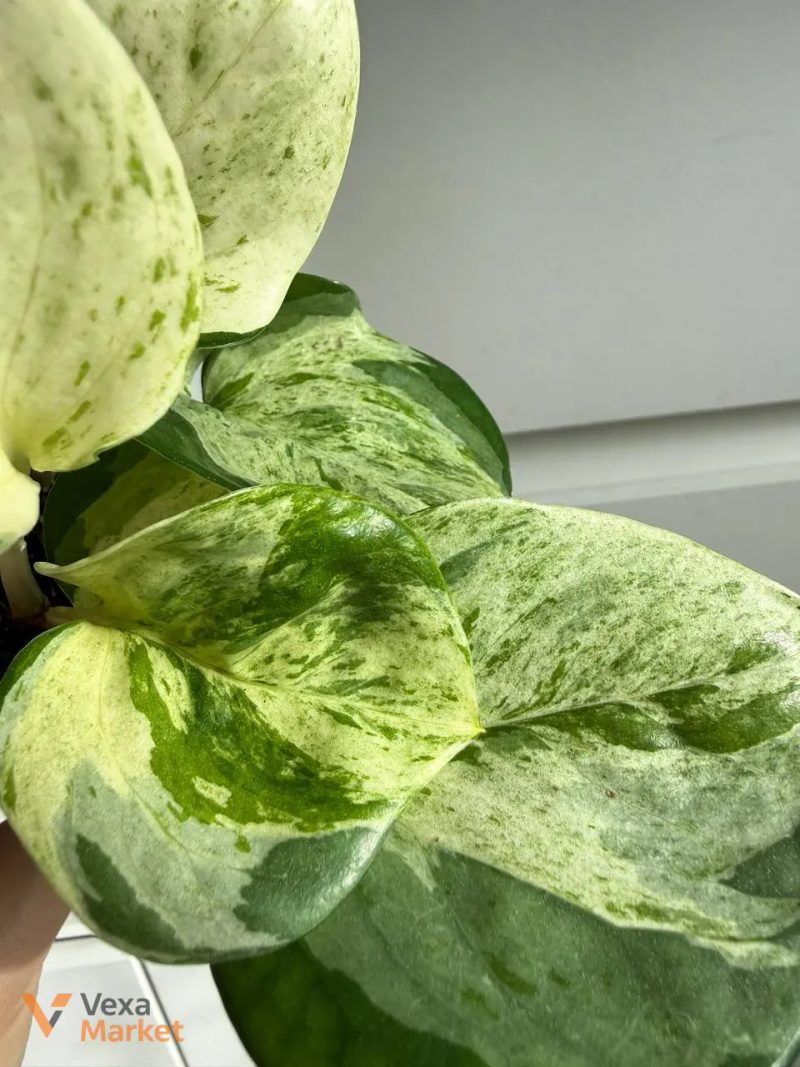 Snindapsus Happy leaf — фото 3