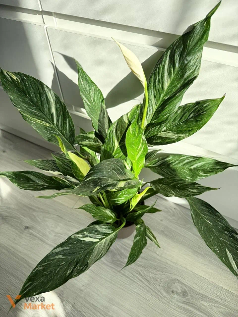 Spathiphyllum Diamond Variegated в горшке 14