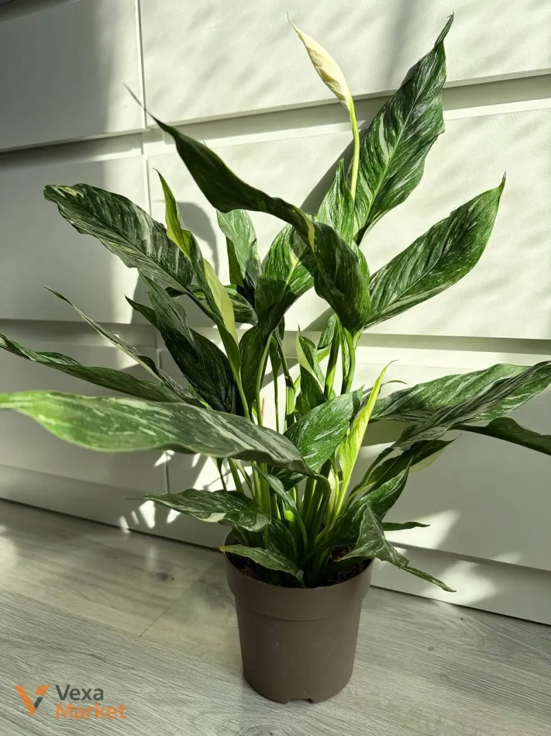 Spathiphyllum Diamond Variegated в горшке 14 — фото 2