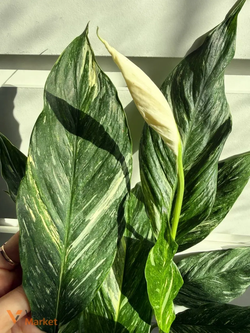 Spathiphyllum Diamond Variegated в горшке 14 — фото 3
