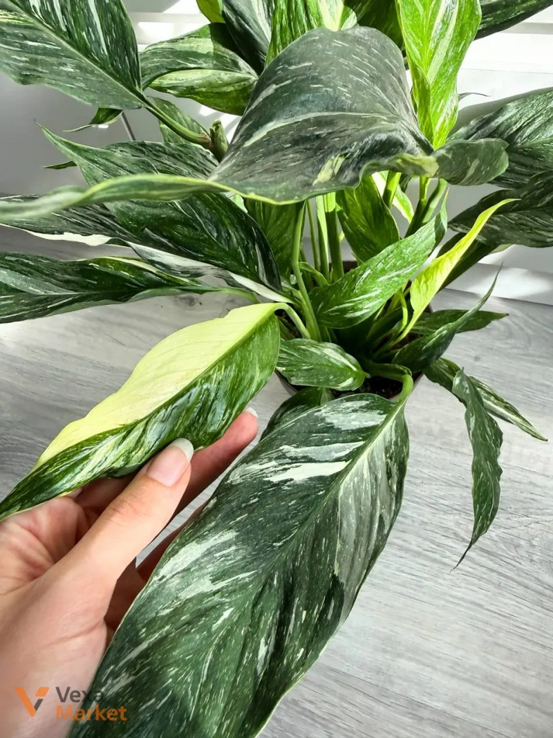 Spathiphyllum Diamond Variegated в горшке 14 — фото 4