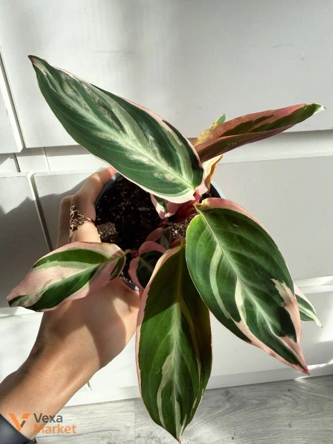 Stromanthe Tricolor - 5 ростків в горщику