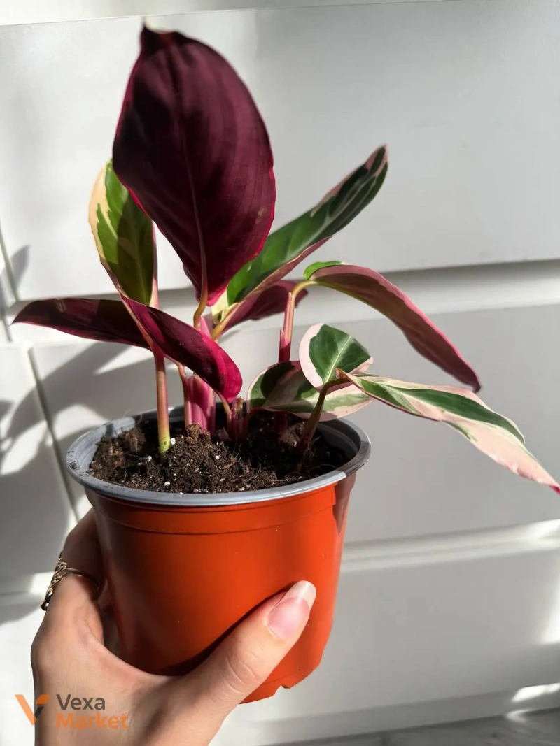 Stromanthe Tricolor - 5 ростків в горщику — фото 2