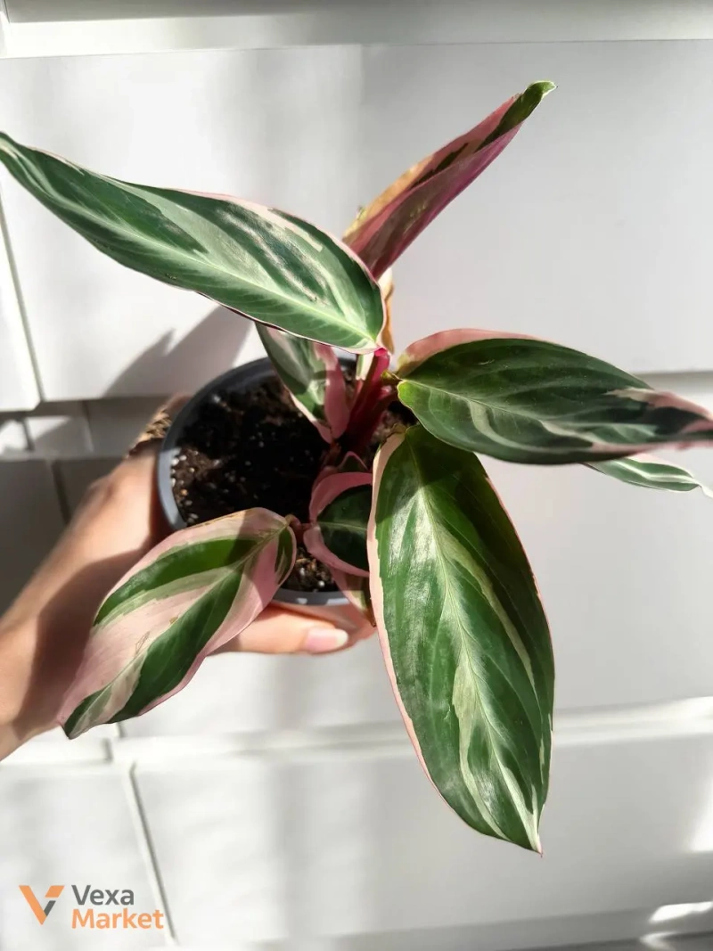 Stromanthe Tricolor - 5 ростків в горщику — фото 4