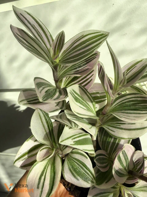 Tradescantia в горшке 9