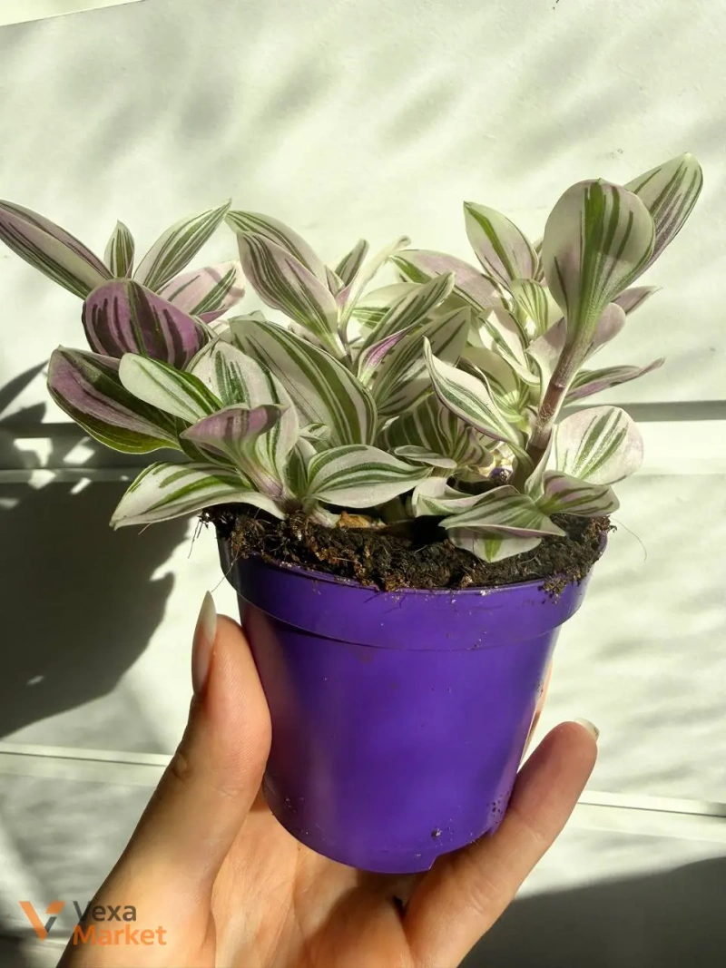 Tradescantia в горшке 9 — фото 3