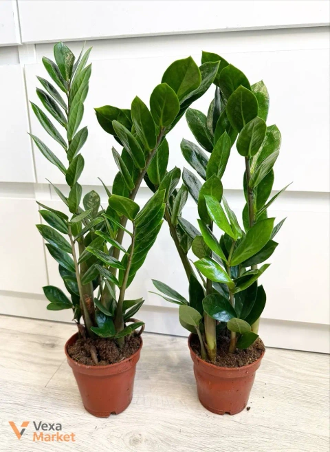 Zamioculcas в горщике 10,5 см
