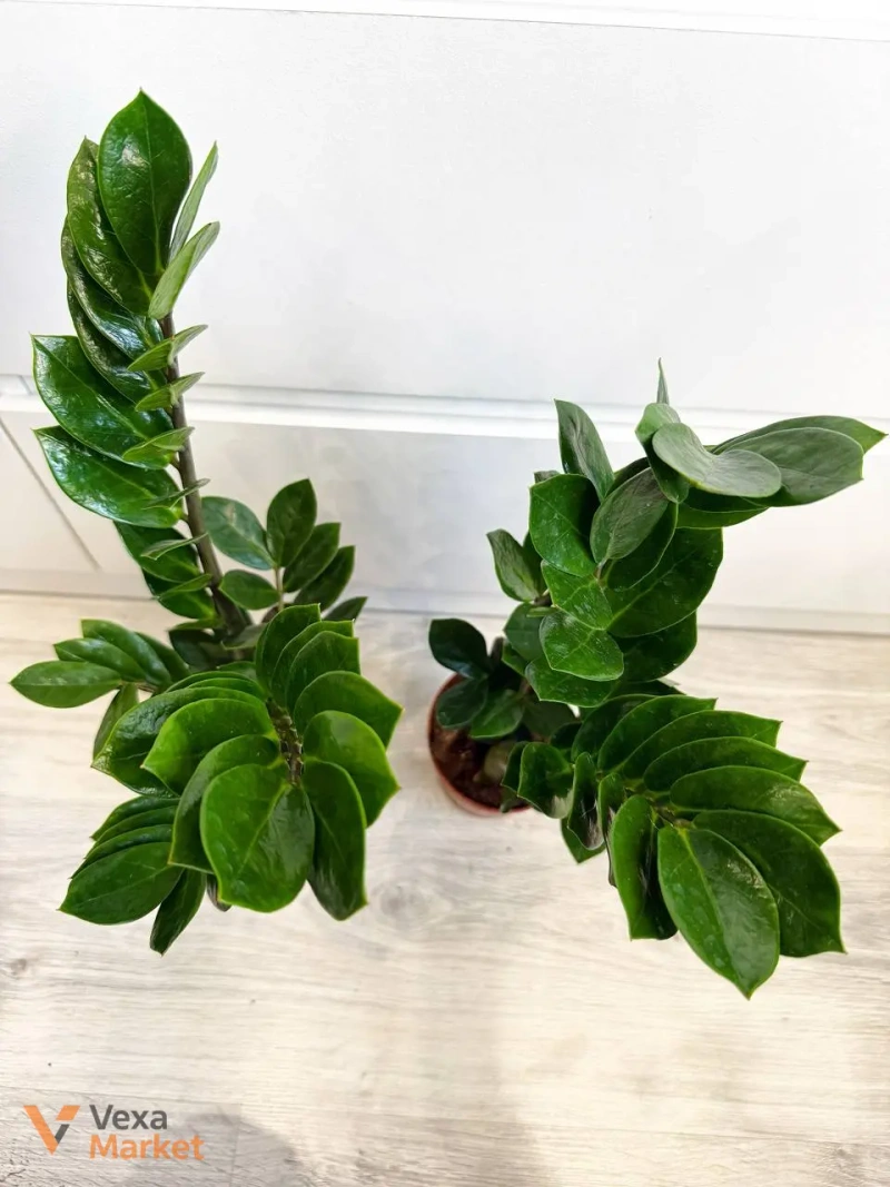 Zamioculcas в горщике 10,5 см — фото 2