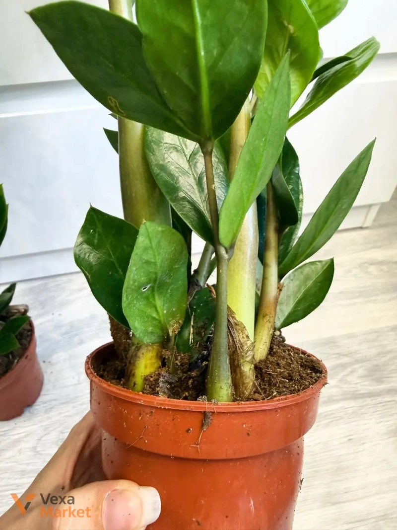 Zamioculcas в горщике 10,5 см — фото 3