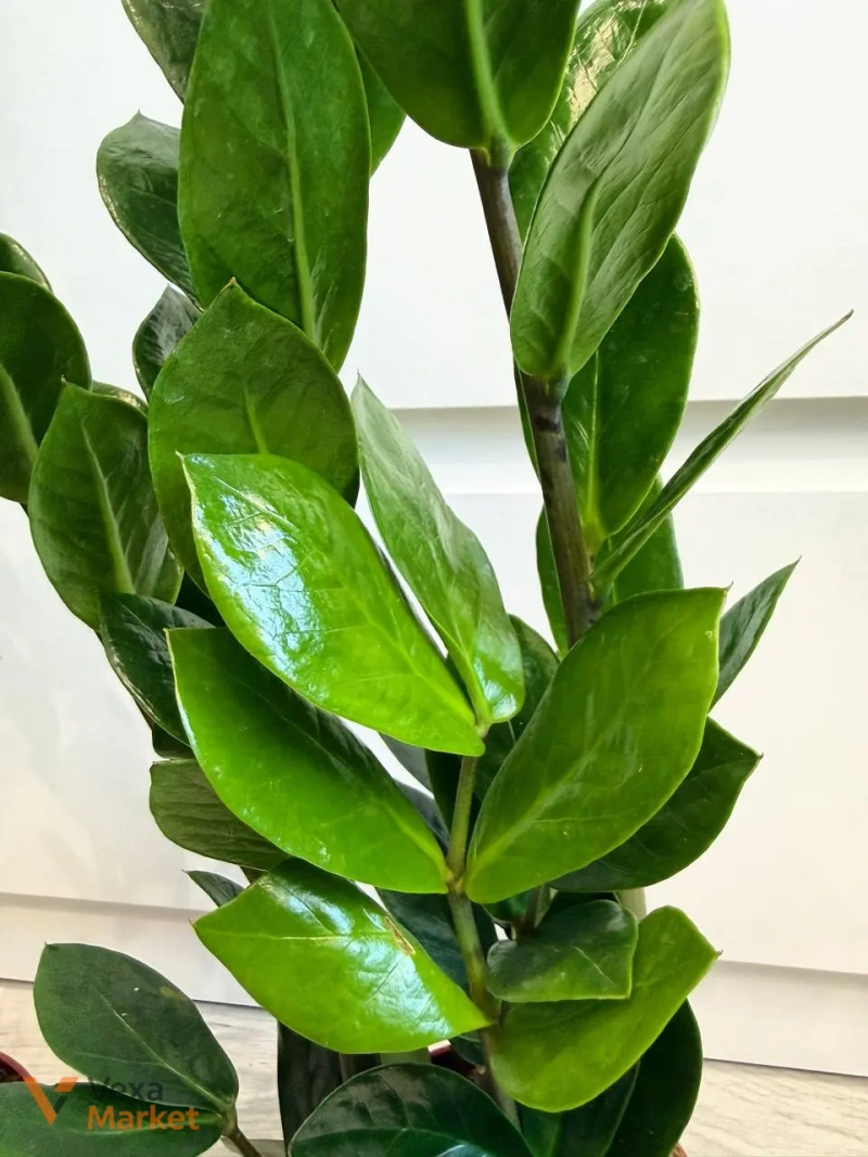 Zamioculcas в горщике 10,5 см — фото 4